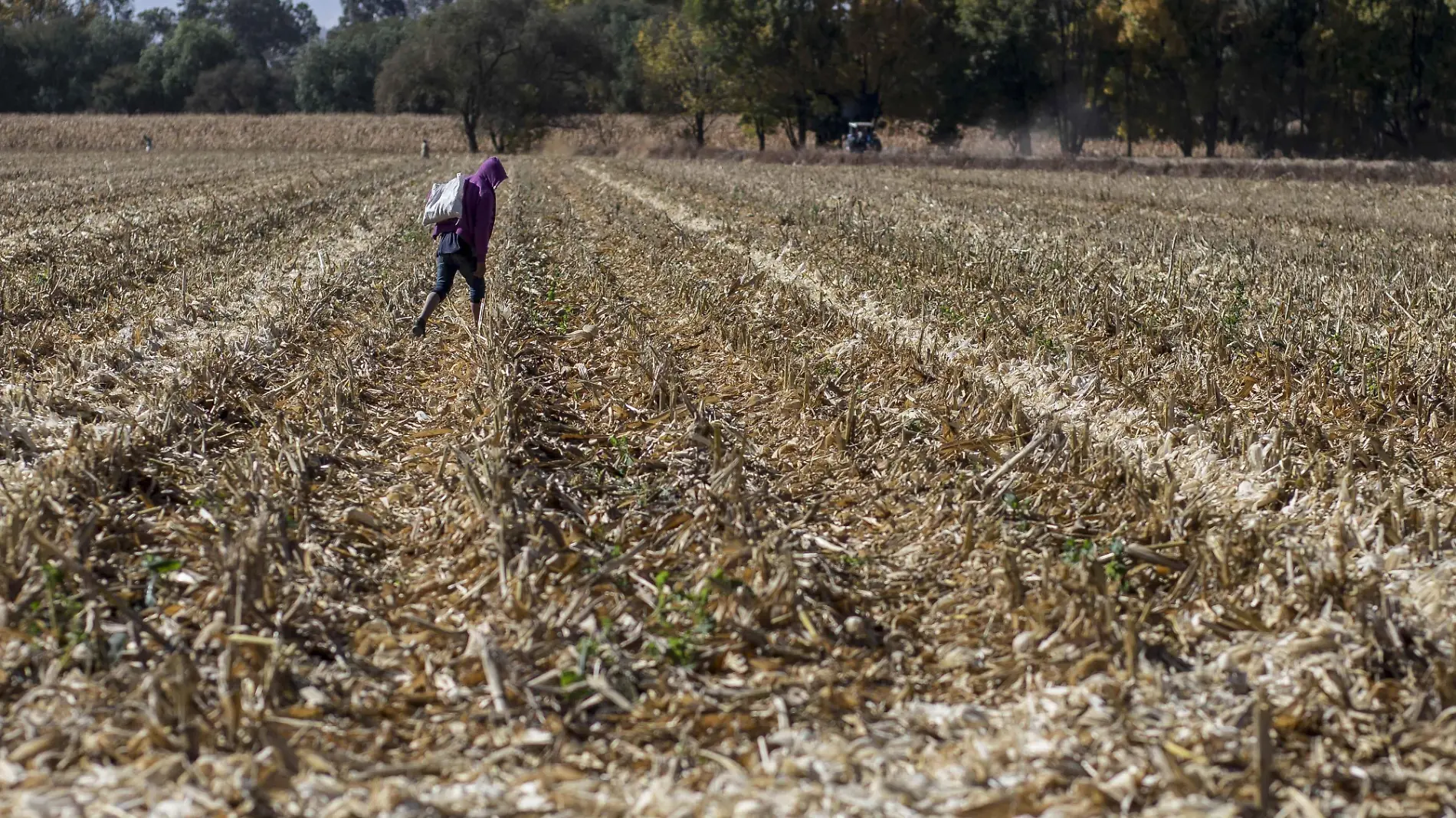 Recomiendan a los productores del campo acercarse a Sedea para recibir avena.  Foto Archivo.